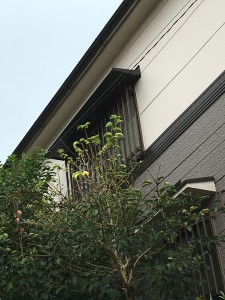 橿原市菖蒲町一戸建て雨漏り補修